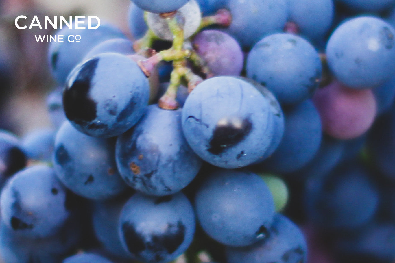 Garnacha: Getting to grips with Spain's legendary grape variety